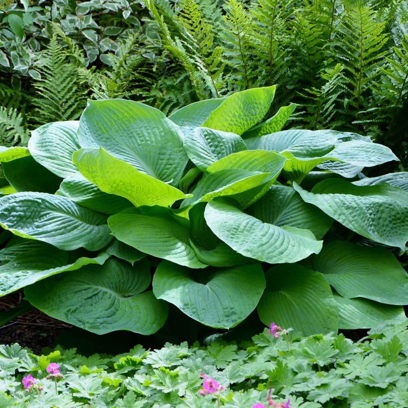 Hosta Jurassic Park (8006)